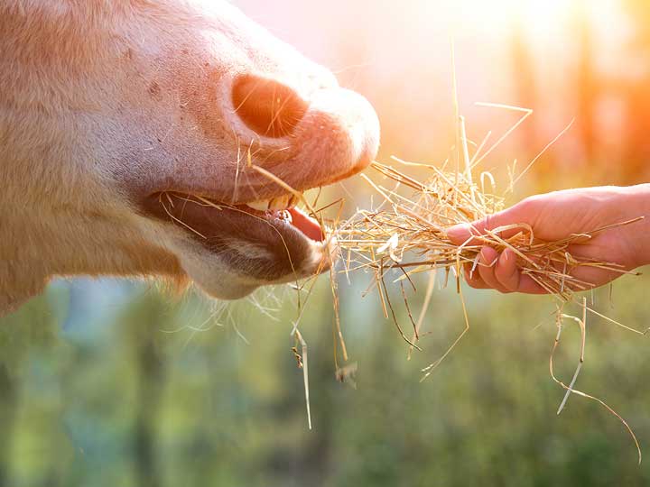 Pferd Handfütterung